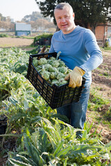 Portrait of man gardener holding crate with harvest of artichokes in sunny garden