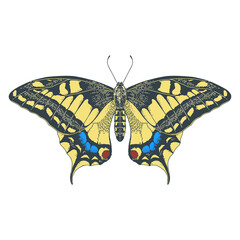 Butterfly Papilio machaon. Vector illustration for kids education.
