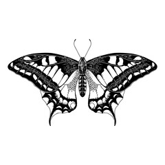 Butterfly Papillo Machaon on white background. Vector illustration.