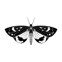 High detailed illustration tiger moth. Vector insect drawing on white background.