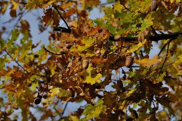 Fototapeta na wymiar Eichel im Herbst