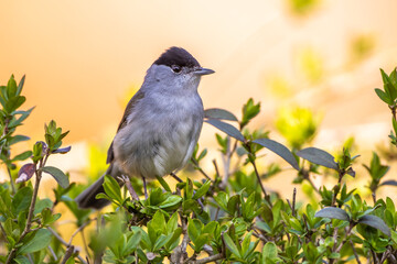 Mönchsgrasmücke (Sylvia atricapilla) Männchen