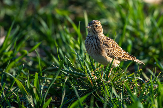 Feldlerche (Alauda arvensis)