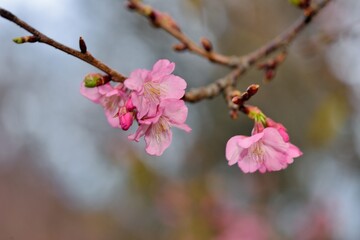 Pink Lady Cherry Blossoms.Taiwan Sakura and Japanese cherry mixed species