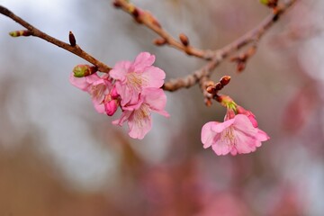 Pink Lady Cherry Blossoms.Taiwan Sakura and Japanese cherry mixed species