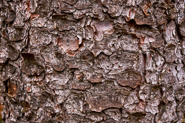 The bark of a tree