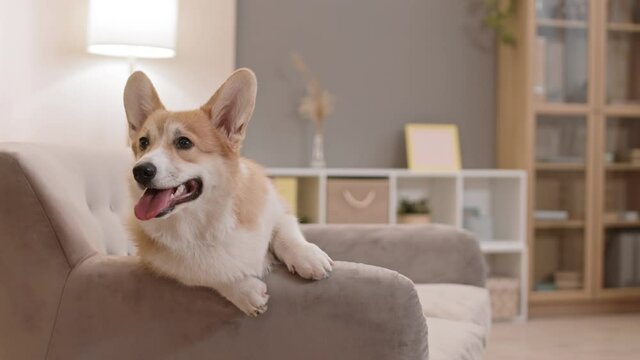Medium long of cute cheerful Pembroke Welsh Corgi dog with tongue out sitting on couch, leaning on armrest, having smile-like expression on muzzle