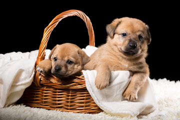 Two beautiful puppies in a wicker basket on a white blanket. Studio photo on a black background.
