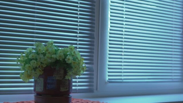 Person hand opening shutter blind of white window in bedroom with flowerpot on sill