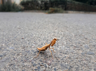 mantis on the ground