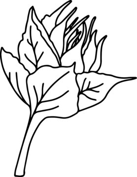 Vector Sunflower illustration, Black and White Floral outline, Sunflower summer clipart