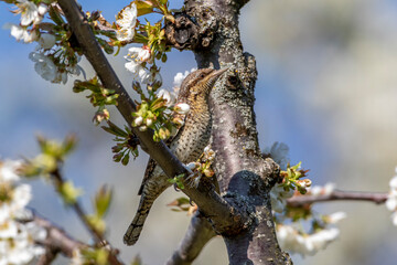 Wendehals (Jynx torquilla)