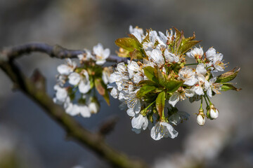 Kirschblüten, Streuobstwiese, Baden-Württemberg