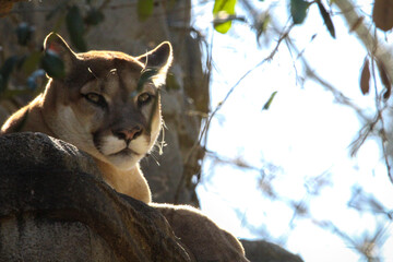 cougar © Megan