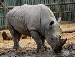 Naklejka premium rhino in the zoo