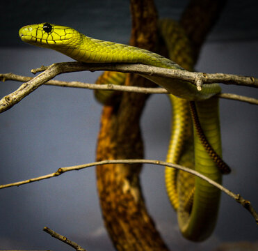 snake in the tree