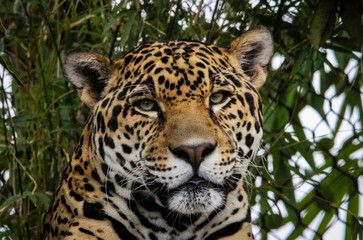 Fototapeta na wymiar close up of a jaguar