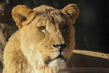 close up of a lion