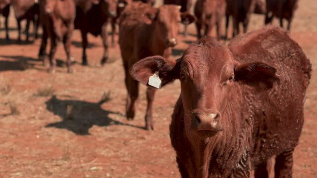 Young curious cattle approaching on dusty rural farm during drought