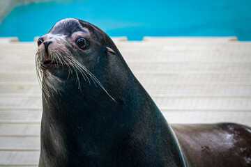 state sea lion