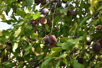 Plums on a tree