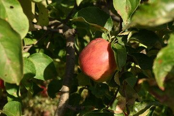 Red apples on a tree