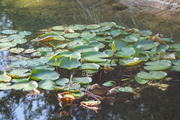 frog in the pond
