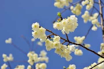 Formosa cherry blossoms in Hsinchu, TaiwanWhite, Crimson Sakura, Red, Variation, Five-leaf Petal, Flower Color, Snow White, Night, Reflective, Green Sakura, Japan, Discovery, Wild, Nature, Forest, Tai