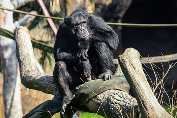chimp