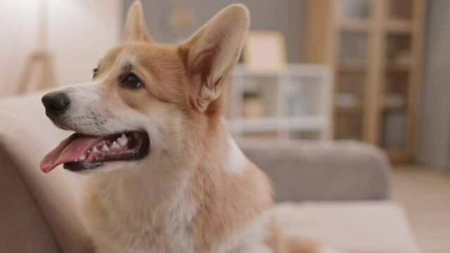 Close-up portrait of happy cute Pembroke Welsh Corgi dog with tongue out sitting on couch in room, having smile-like expression on muzzle