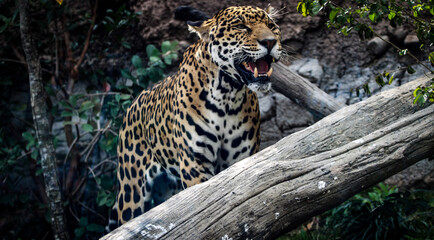 close up of a jaguar