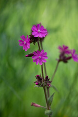 Obraz premium Little Pink Flowers In Green Meadow