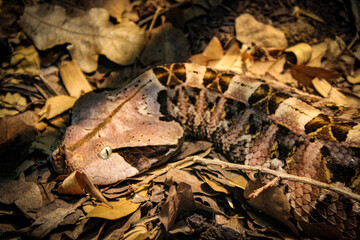 snake in leaves