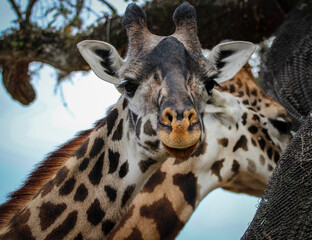 giraffe in zoo