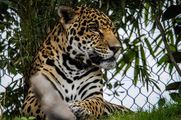 jaguar in zoo