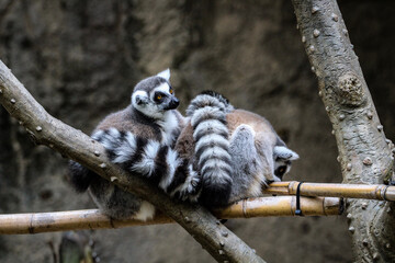 lemur
