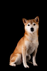 かわいい柴犬の女の子がやってきた