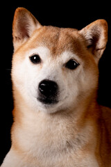 かわいい柴犬の女の子がやってきた