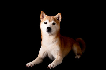 かわいい柴犬の女の子がやってきた