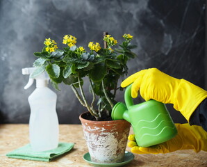Female hands in yellow gloves caring for yellow Kalanchoe flowers in a pot on a wooden table with a watering can, a sprinkler of water and a napkin.