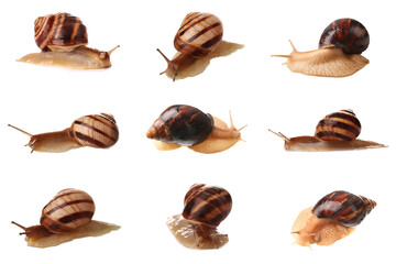 Set of different snails on white background
