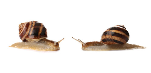 Grapevine snails on white background