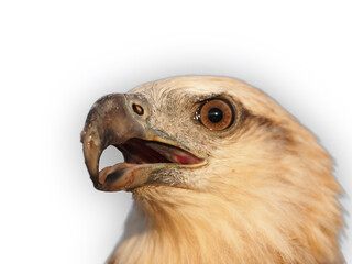 Close up of eagle on white background