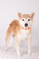 かわいい９歳の柴犬の女の子