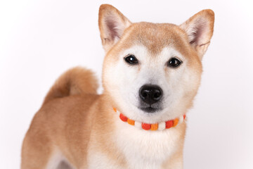 かわいい９歳の柴犬の女の子