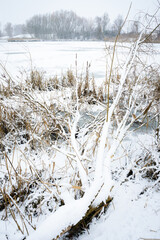 Snowfall in the reeds of lake Neusiedlersee in Burgenland