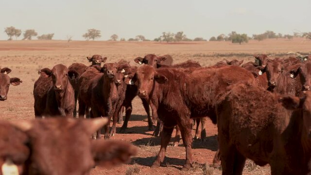 Young curious cattle approaching on dusty rural farm during drought