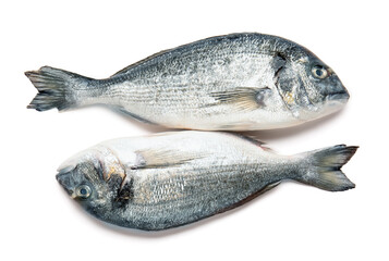 Raw dorado fish on white background