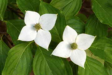 Cenital view of couple of white wild type flowers on green foliage