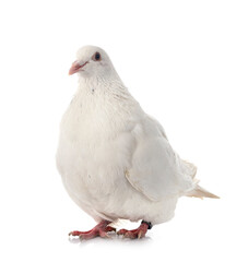 texan pigeon in studio